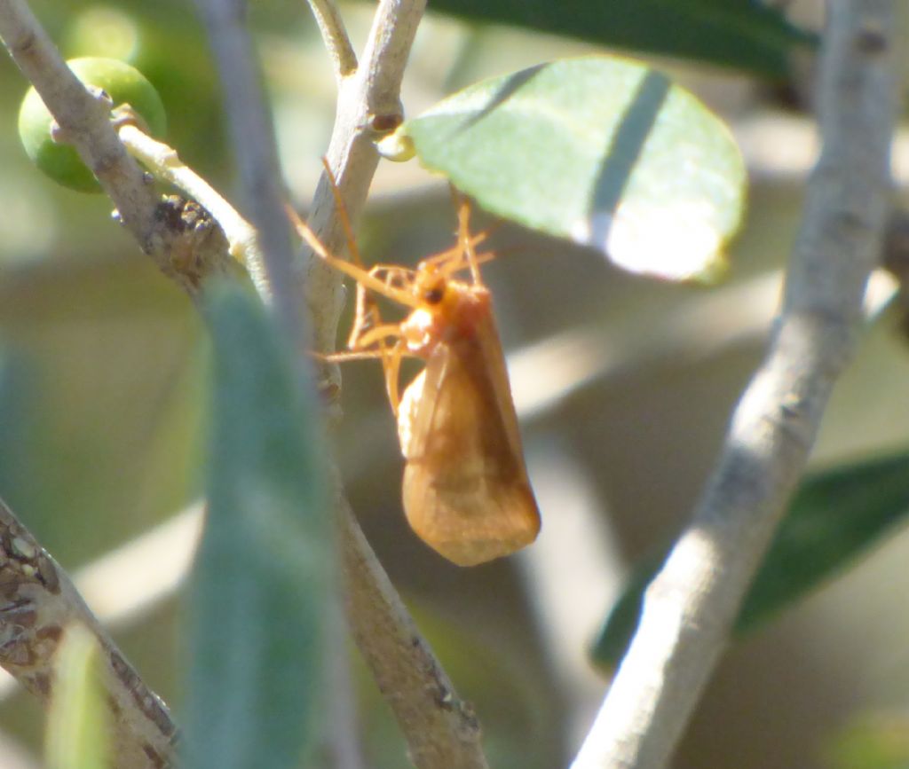 Tricottero Limnephilidae